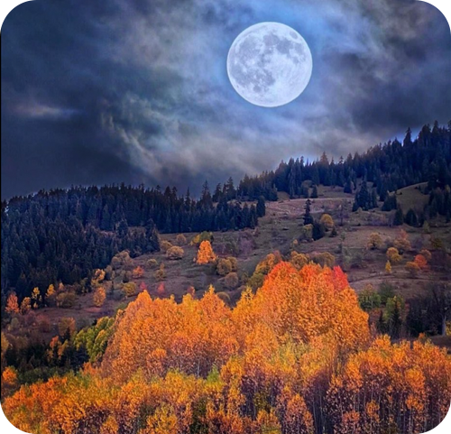 Artvin otel Black Forest Hotel Artvin Hotel Savsat Otel savsat otel instagram 13
