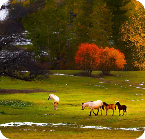 Artvin otel Black Forest Hotel Artvin Hotel Savsat Otel savsat otel instagram 4