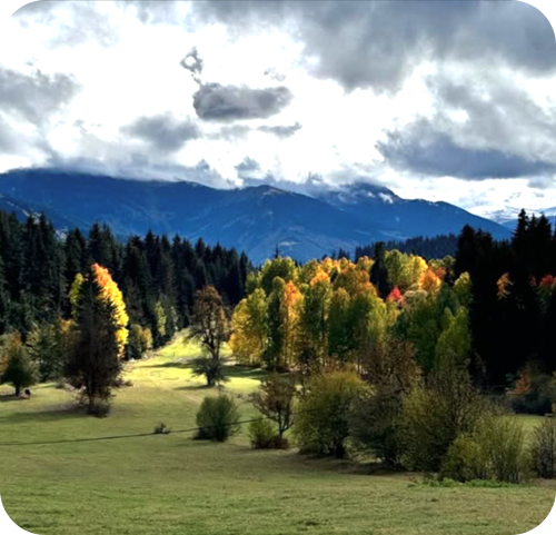 Artvin otel Black Forest Hotel Artvin Hotel Savsat Otel savsat otel instagram 8