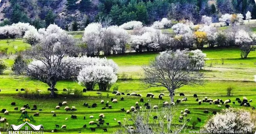 savsat otelleri Artvin otel Black Forest Hotel Artvin Hotel Savsat Otel blog savsat-tarihi-1
