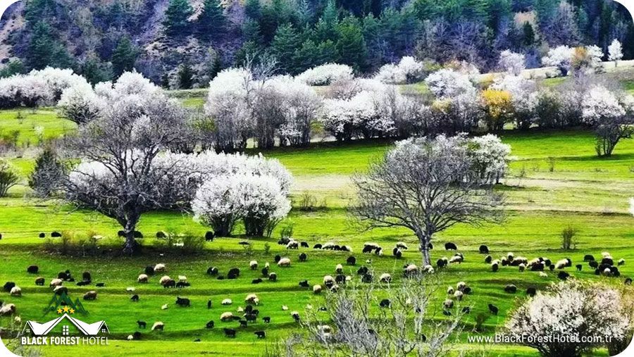 savsat otelleri Artvin otel Black Forest Hotel Artvin Hotel Savsat Otel blog savsat-tarihi-1