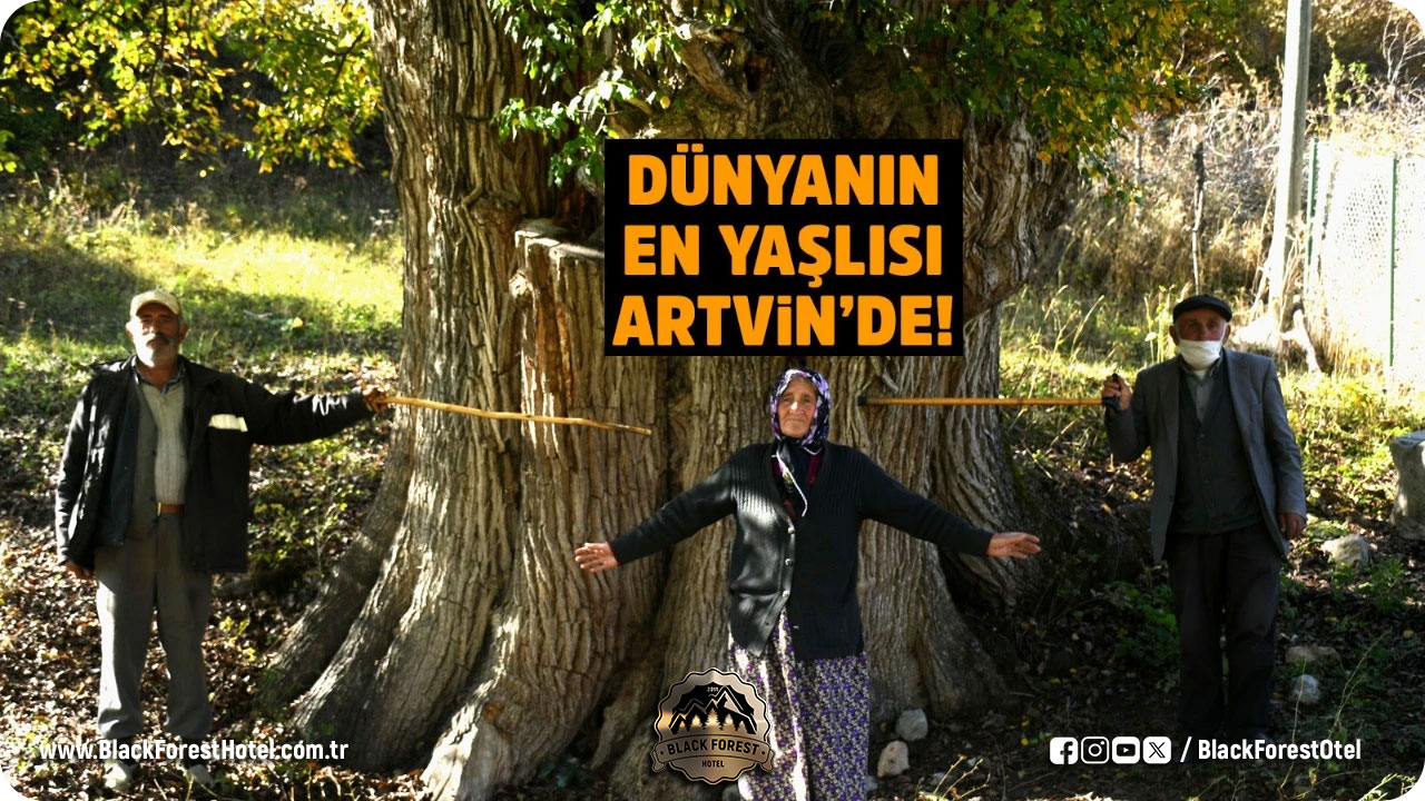 savsat-otel-Black-Forest-Hotel-Savsat-Artvin-Otel-Dunyanin-En-Yasli-Armut-Agaci-2