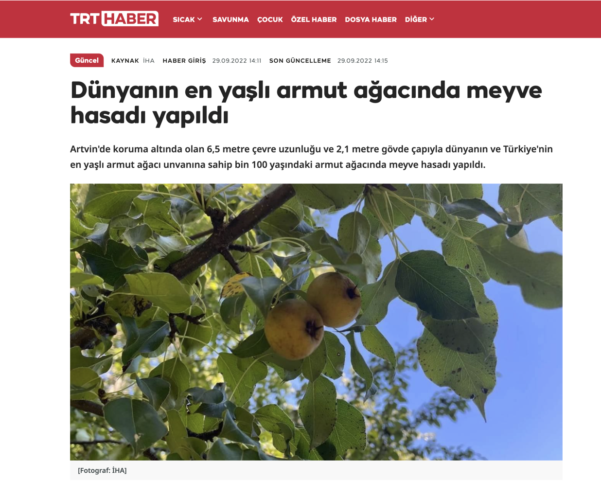 savsat-otel-Black-Forest-Hotel-Savsat-Artvin-Otel-Dunyanin-En-Yasli-Armut-Agaci-3